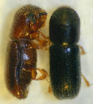  Xyleborinus saxeseni