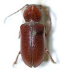  Migdolus punctatus