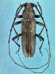  Knulliana cincta cincta