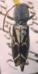  Neoclytus ypsilon