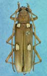  Eburia (Eburia) quadrigeminata