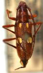  Pronuba dorilis