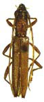 Aneflomorpha rectilinea rectilinea