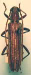 Aneflus levettei