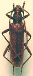 Aneflus paracalvatus