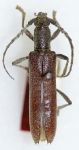 Aneflus pilosicornis