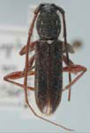 Anopliomorpha hirsutum