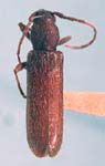 Anopliomorpha reticolle