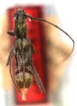 Appula eduardae