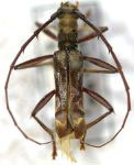 Appula nigripes