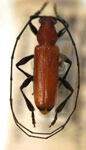 Atharsus nigricauda