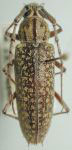 Elaphidion conspersum