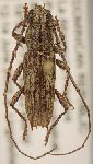 Elaphidion nearnsi