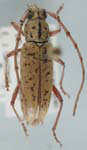 Elaphidion spinicorne