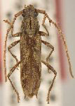 Elaphidion wappesi