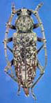 Enaphalodes atomarius