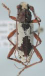 Enaphalodes boyacanus