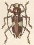 Enaphalodes coronatus