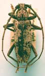 Enaphalodes niveitectus