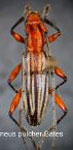 Ironeus pulcher