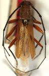 Jampruca nigricornis