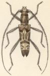 Mallocera spinicollis