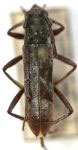 Mallocera umbrosa