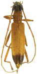 Mephritus apicepullus