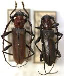 Mephritus callidioides