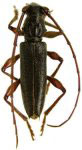 Mephritus estoni