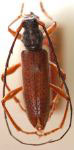  Mephritus guttatus