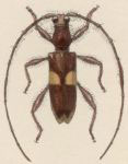  Micropsyrassa bimaculata