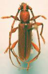  Miltesthus marginatus