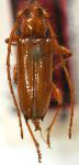  Periboeum atylodes