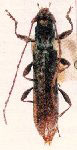  Piezophidion punctatum