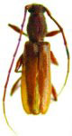  Piezophidion thoracicum