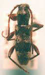  Poecilomallus palpalis