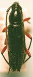  Stenosphenus cribripennis cribripennis