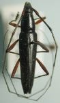  Stenosphenus protensus