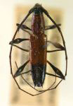  Stizocera seminigra