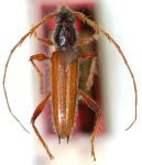  Stizocera sublaevigata