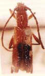  Urorcites cribripennis