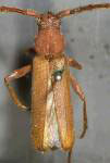  Eucrossus villicornis