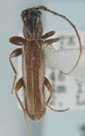  Haplidus laticeps