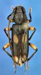  Tylonotus bimaculatus