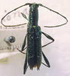 Championa aurata