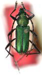 Chrysoprasis nigristernis