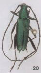 Chrysoprasis rugulicollis