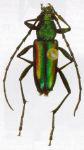 Chrysoprasis suturalis