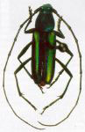 Chrysoprasis suturella